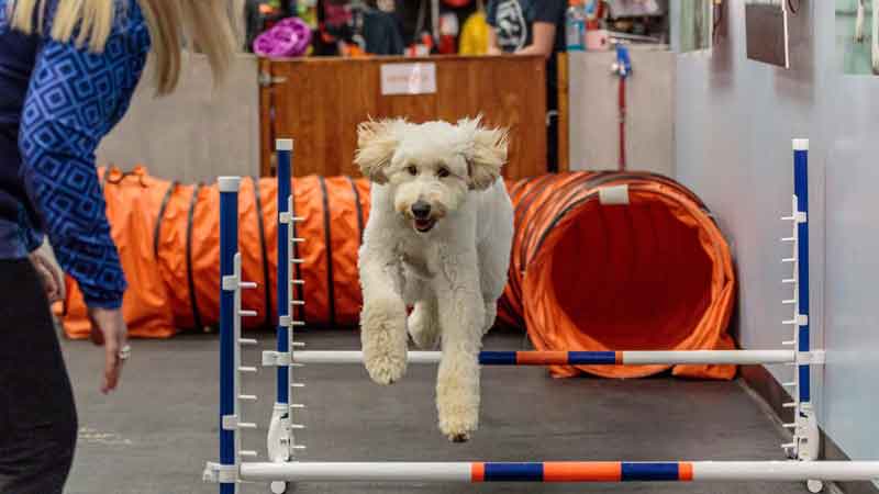 Zoom Room Dog Training