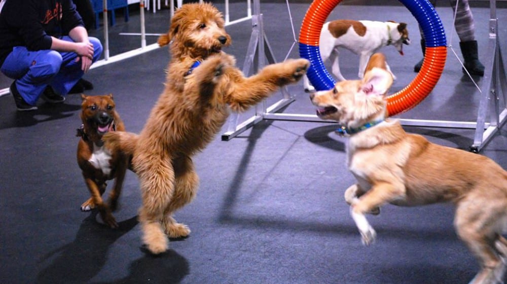 dog training franchise