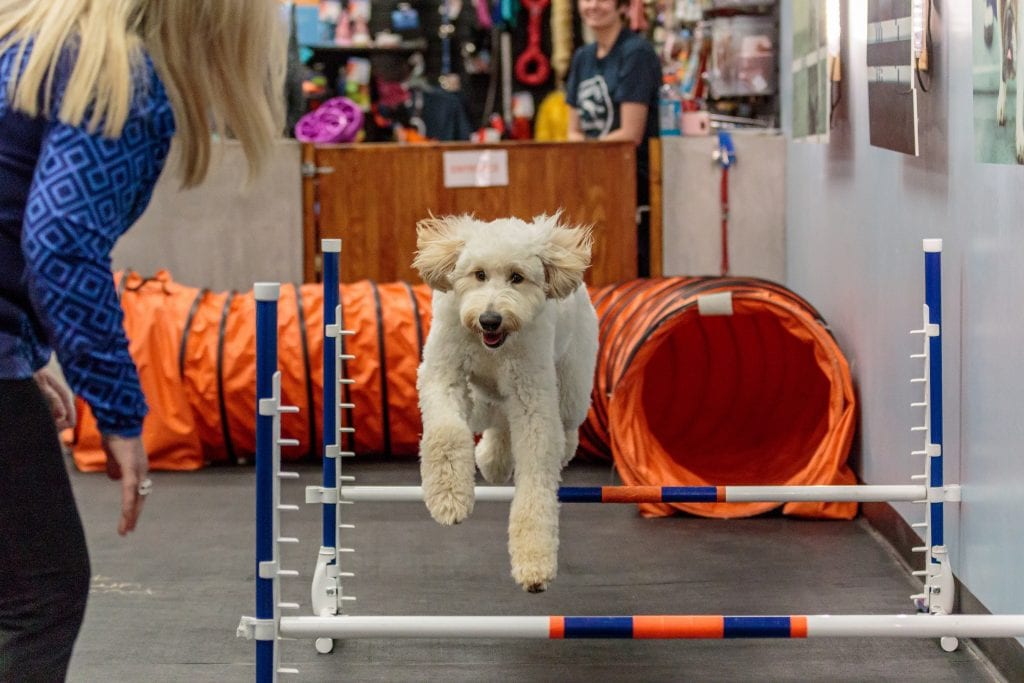 indoor dog park