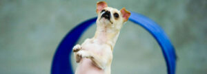 Puppy Training Classes