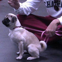 Puppy Preschool