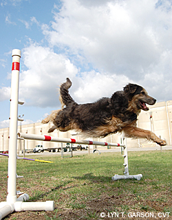 Three-Legged Dog Agility