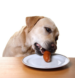 Counter-Surfing Dog