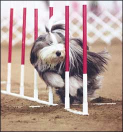 Dog Agility Experts