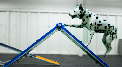 Dog Agility