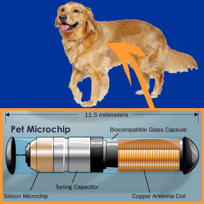 Microchip dog store