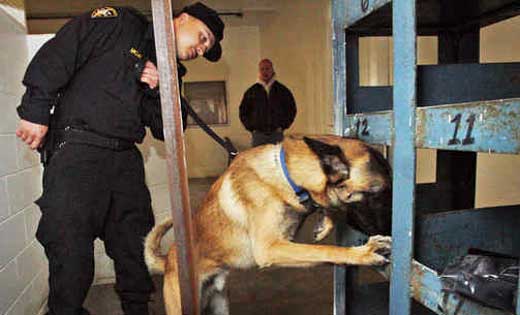 Detection Dogs Sniff Cell Phones in Prison