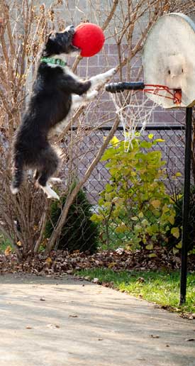 Dog Playing Basketball