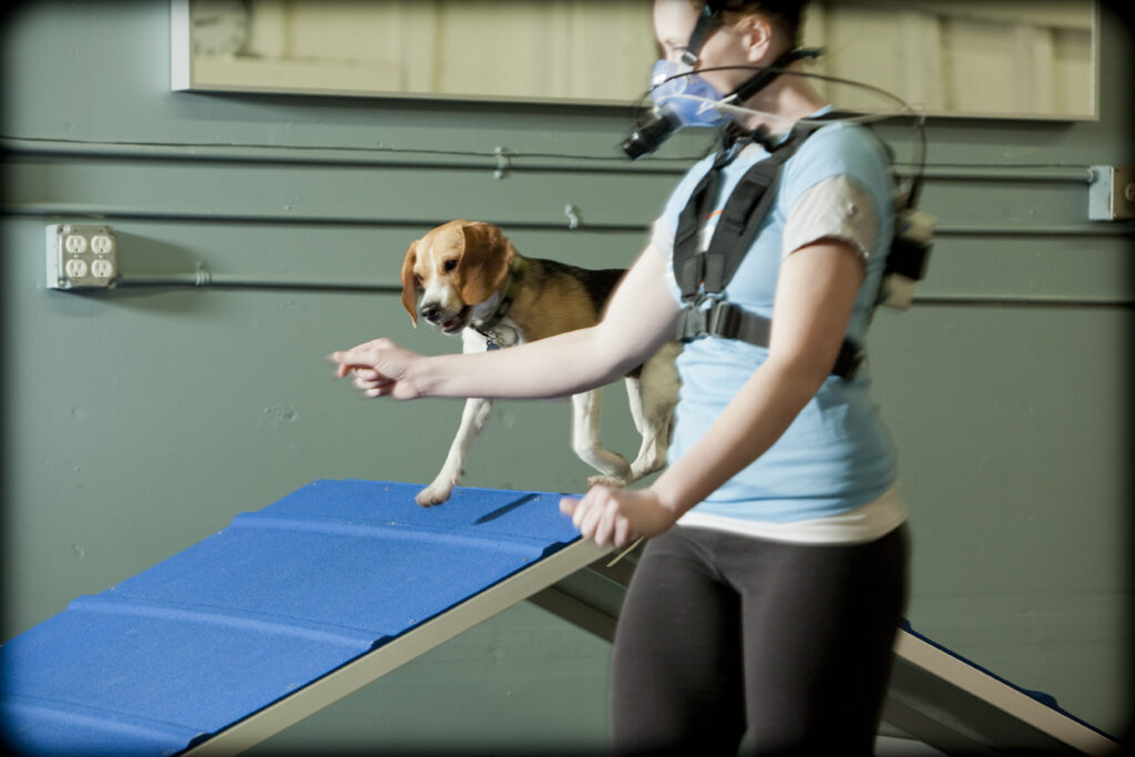 Dog Agility Exercise Study Photos Zoom Room Dog Training