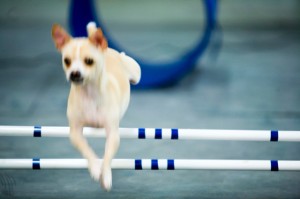 Dog Agility Research