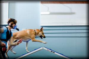 the zoom room dog training