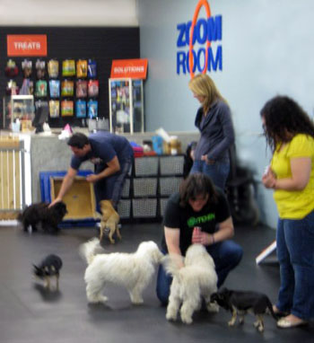 Puppy sales socialization classes