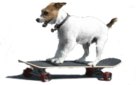 Skateboarding Dog