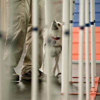 Dog Agility