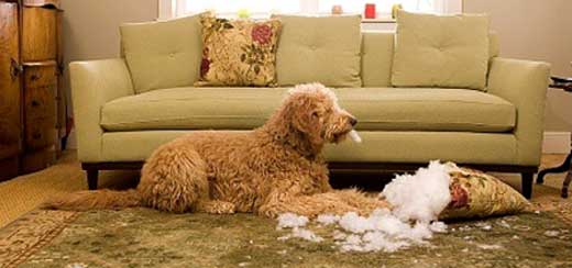 Dog 2025 chewed sofa