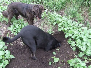 how to keep dog from digging in grass