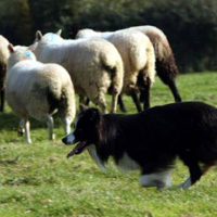 Dog Herding