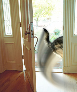 Stop a Dog From Running Out the Door