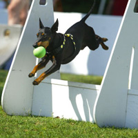 Flyball