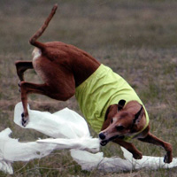 Lure Coursing in Oswego, IL: Leash on Life