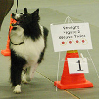 Rally Obedience