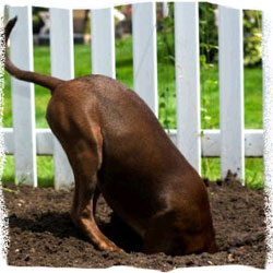 Will gravel stop dogs from digging