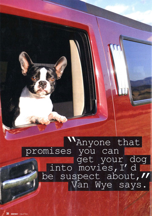 How to Get Your Dog in Movies or TV Commercials | Zoom Room Dog Training