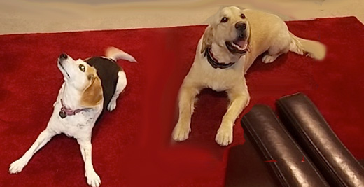 Red Carpet Birthday | Zoom Room Dog Training