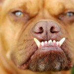 Pabst-2009 World's Ugliest Dog