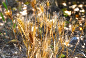 Dry foxtails