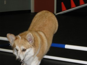 Dog Agility Aids Weight Loss
