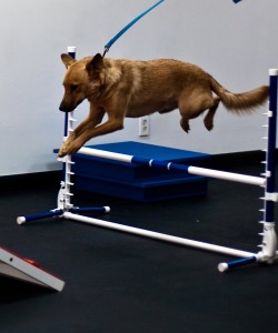 Agility