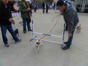 Dog Jumping at Event!