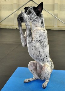 September S Member Of The Month Culver City Zoom Room Dog Training