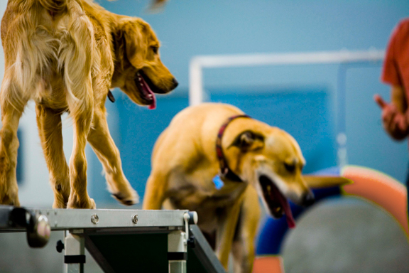 The Benefits of Dog Agility Training