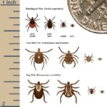 Picture of ticks