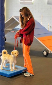 Dog Agility Summer Camp for Kids