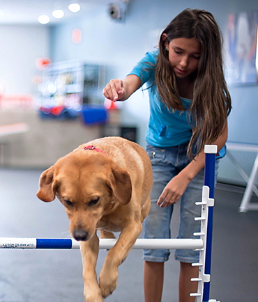 Summer Dog Training Camp For Kids Junior Handler Zoom Room Dog Training