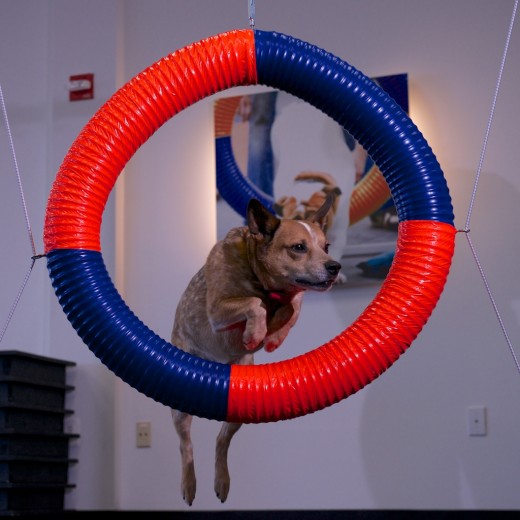 Zoom Room Belmont Dog Agility Training