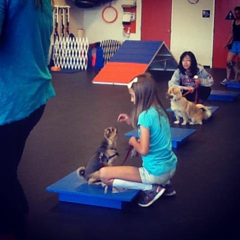 zoom room dog training richardson texas