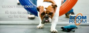 San Carlos dog training