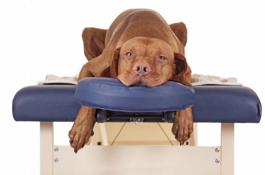 dog-massage