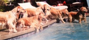 Pups in Pool