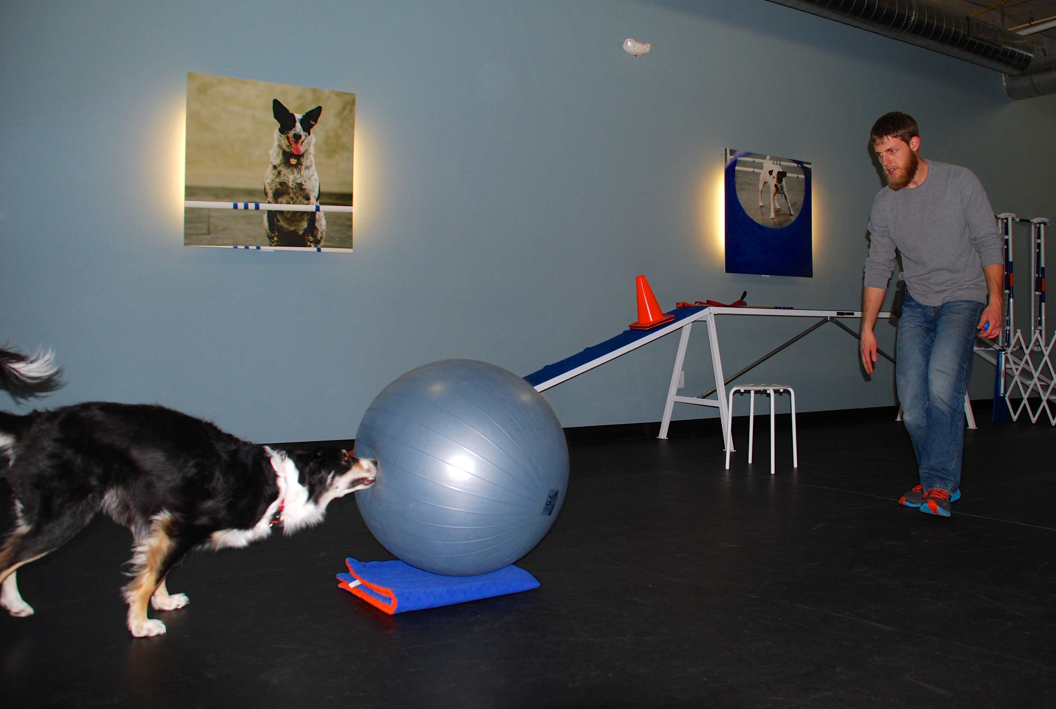 large herding balls for dogs