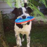 frisbee