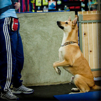 Zoom Room Dog Training - Peter Pan, Tinker Bell, Captain Hook