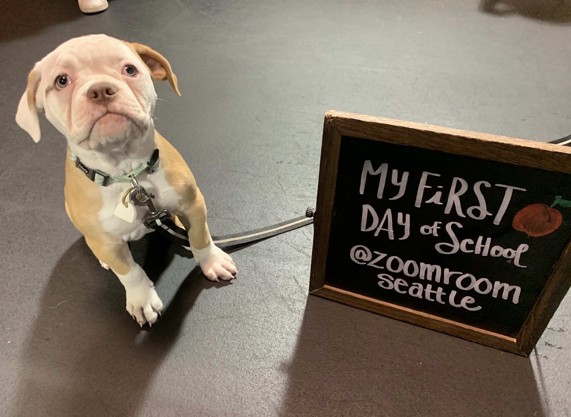 Rosie  Zoom Room Dog Training