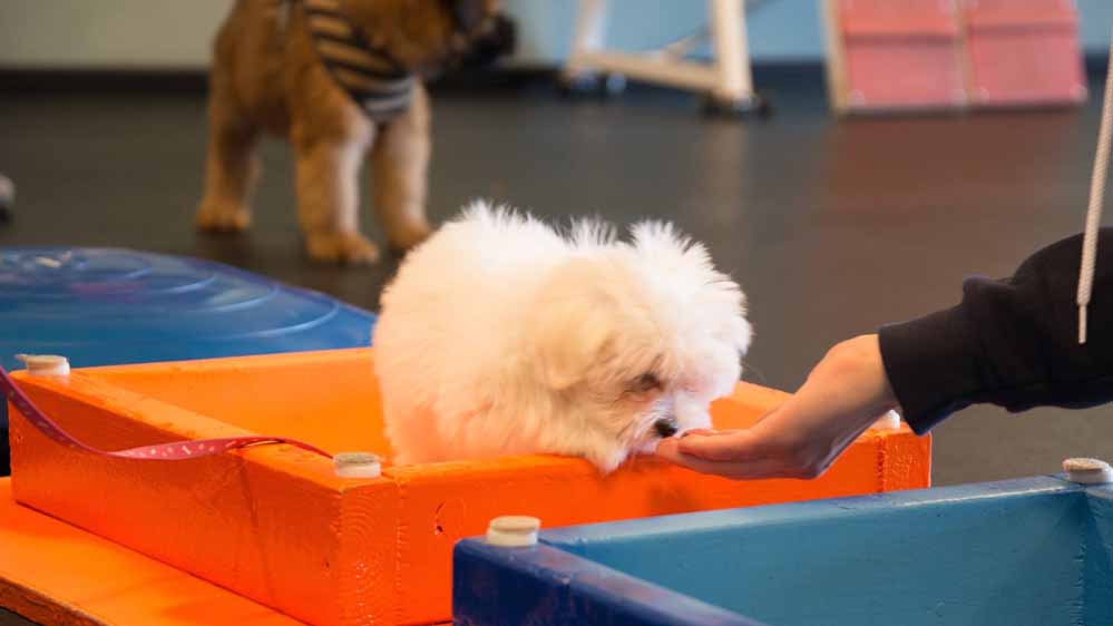 Dog & Puppy Training Classes - Class Types & Benefits