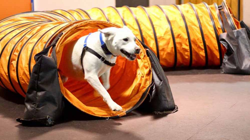 57 DIY Dog Agility Course ideas  dog agility course, dog agility