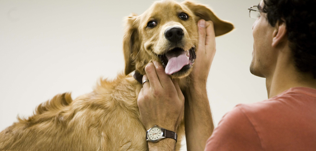 therapy dog training